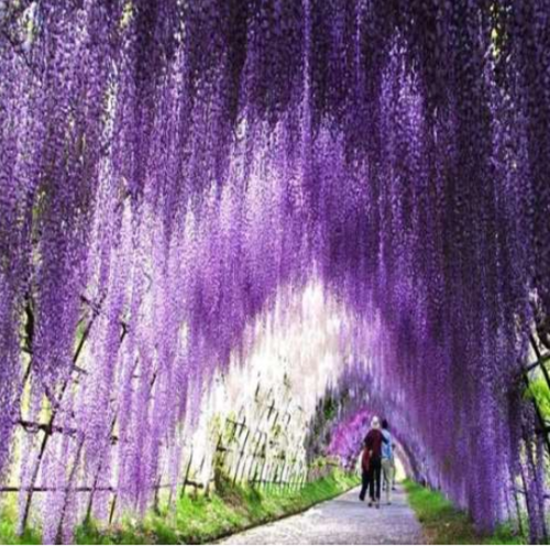 Rare Wisteria Seed Wisteria Tree Ornamental Plant