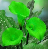 Calla Lily Rare Flower for Home Garden Planting (Calla Lily Bulbs) (Color: 3)