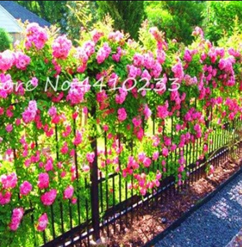 Exotic Thailand Climbing Rose Seed Flower Beautyful Rare (Color: i)