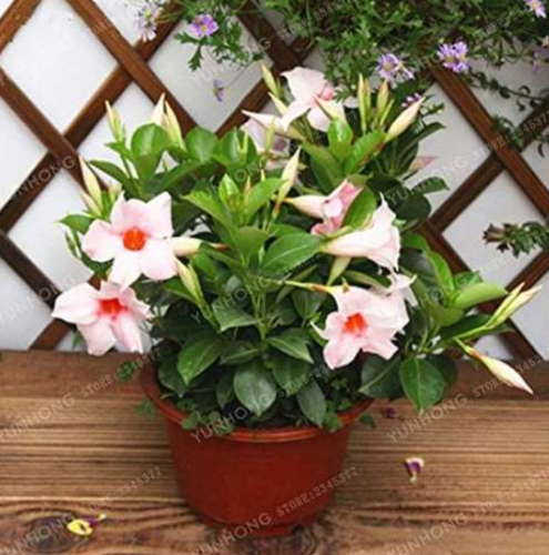 Mandevilla Sanderi Seed Potted Balcony Planting Seasons (Color: 4)