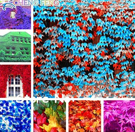 Ivy Seed Outdoor Creepers Ivy Parthenocissus Tricuspidata Mixed