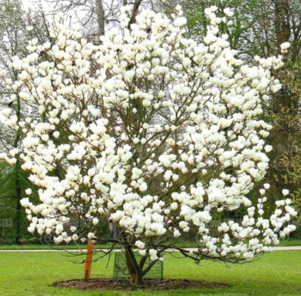 White Gaint Magnolia Seed Magnolia Flower