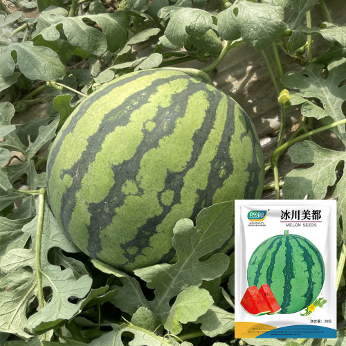 Bingchuan Meidu Watermelon Seeds,Meidu Watermelon Seeds, Dark Green Stripes, Red Flesh, Premium Hybrid Watermelon