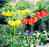 Crown Imperial Seed Wang Fritillaria Seed (Color: 1)