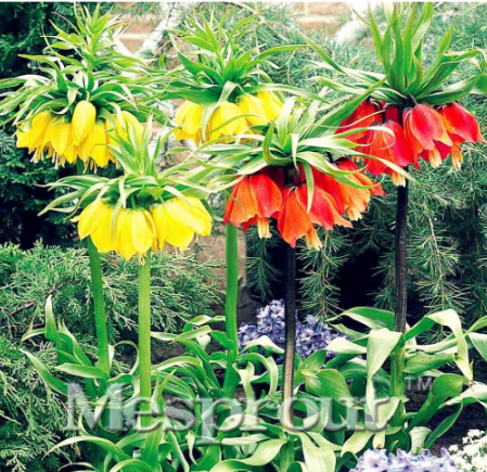 Crown Imperial Seed Wang Fritillaria Seed (Color: 1)
