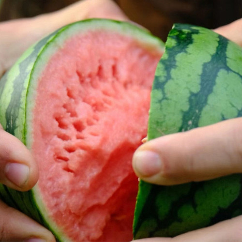 Sugar Globe Petite Watermelon Seeds, Gift Watermelon Seeds, Small Watermelon Seeds, Crisp Red-Flesh, Thin-Rind