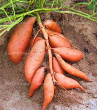 Sweet Potato Seed Plant Vegetable Plant Healthy Delicious