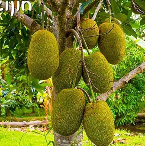 Red Jackfruit Seed Fruit Trees Tropical Rare Giant Tree