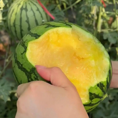 Yellow Watermelon Seeds, Sugar Globe Petite Watermelon Seeds, 12-13°Brix, Yellow Flesh, Thin Rind, Early Maturing