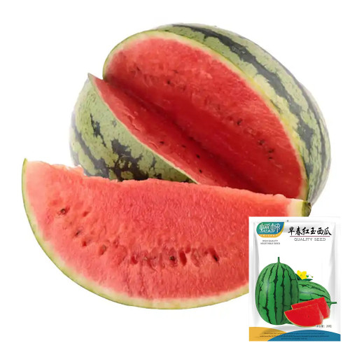 Zaochun Hongyu Watermelon Seeds, Ultra-Early Watermelon, Small Watermelon, High Brix 13%, Deep Crimson Flesh, Thin Rind