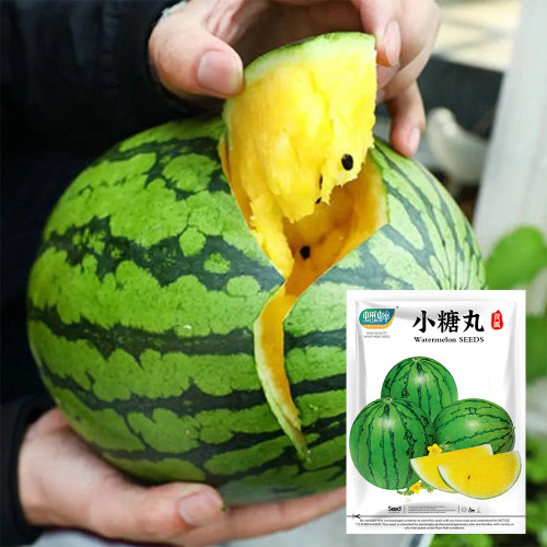 Yellow Watermelon Seeds, Sugar Globe Petite Watermelon Seeds, 12-13°Brix, Yellow Flesh, Thin Rind, Early Maturing
