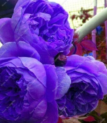 Colorful Peony Heirloom Tree Plant Hardy Perennial Light Flower