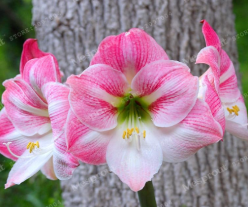 Hippeastrum Rutilum Bulbs (Color: 11)