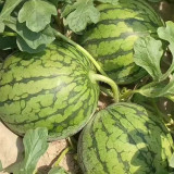 Yellow Watermelon Seeds, Sugar Globe Petite Watermelon Seeds, 12-13°Brix, Yellow Flesh, Thin Rind, Early Maturing