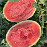 Premium Meihui 007 Watermelon Seeds, Elliptical Watermelon, F1 Hybrid Mini Gift Type, Early Maturing