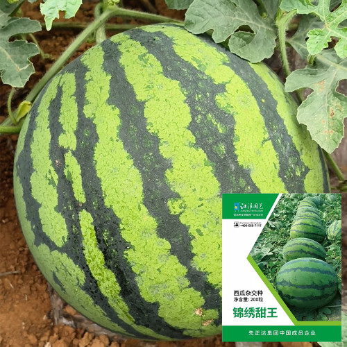 Jinxiu Tianwang Watermelon Seeds, F1 Hybrid Watermelon Seeds, Premium Watermelon Seeds, Red Flesh, High Sugar, Low Fiber