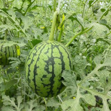 Premium Meihui 007 Watermelon Seeds, Elliptical Watermelon, F1 Hybrid Mini Gift Type, Early Maturing