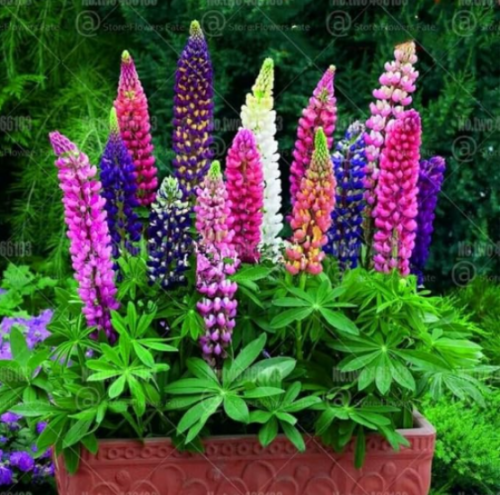 Lupinus micranthus bonisa Mixed Colors Flower Seed (Color: 4)