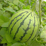 Premium Meihui 007 Watermelon Seeds, Elliptical Watermelon, F1 Hybrid Mini Gift Type, Early Maturing