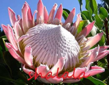 Protea Cynaroides Easy Planting Rare Flower Lovely Variety (Color: 5)