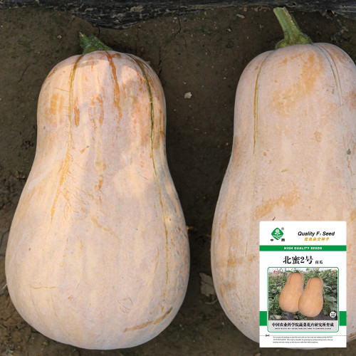 Beimi No.2 Pumpkin Seeds, Chinese Pumpkin Seeds, Hybrid Pumpkin, Pear-Shaped Pumpkin, Sweet Flesh