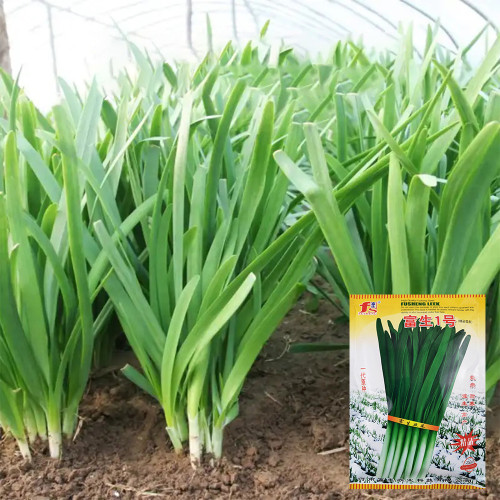 Fusheng No.1 Leek Seeds, Snow Leek Seeds, High Yield, Thick Fleshy Leaves, Lodging Resistant, Year-Round Harvest
