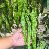 Qinglong Spiral Pepper Seeds, Pepper Seeds, Medium-early Maturing Hybrid Variety, Moderate Spiciness