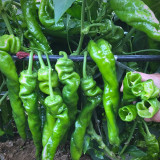 Qinglong Spiral Pepper Seeds, Pepper Seeds, Medium-early Maturing Hybrid Variety, Moderate Spiciness
