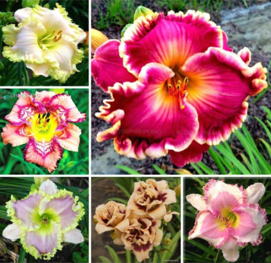 Rare Lily Seed Pleasant Fragrance Plant for Home & Garden