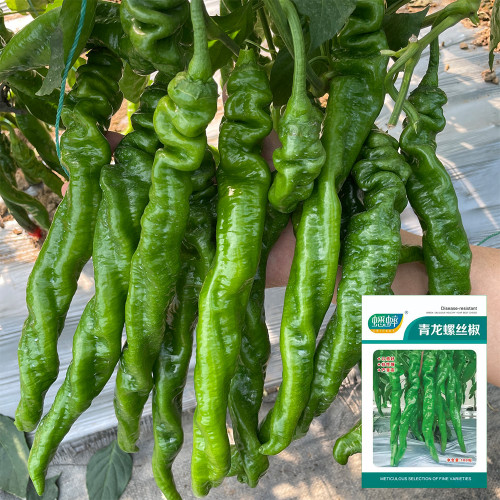 Qinglong Spiral Pepper Seeds, Pepper Seeds, Medium-early Maturing Hybrid Variety, Moderate Spiciness