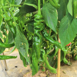 Qinglong Spiral Pepper Seeds, Pepper Seeds, Medium-early Maturing Hybrid Variety, Moderate Spiciness