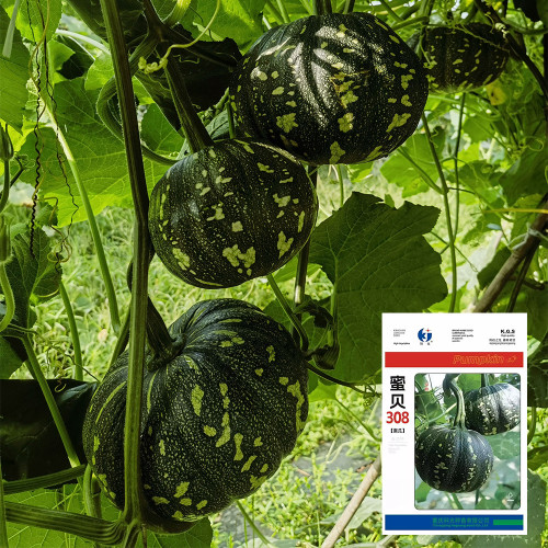 Mibei 308 Pumpkin Seeds, Oblate Pumpkin, Early-maturing Hybrid Variety, Superior Quality, Sweet Flavor