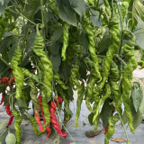 Qinglong Spiral Pepper Seeds, Pepper Seeds, Medium-early Maturing Hybrid Variety, Moderate Spiciness