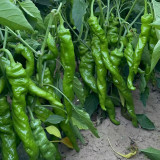 Qinglong Spiral Pepper Seeds, Pepper Seeds, Medium-early Maturing Hybrid Variety, Moderate Spiciness