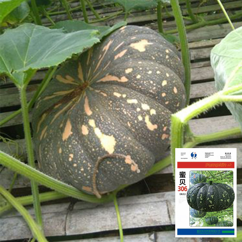 Mibei 306 F1 Hybrid Pumpkin Seeds, Flattened-Round Shape Pumpkin, Early Harvest Variety, Thick Orange Flesh, High Yield