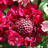 Scabiosa atropurpurea Red Flower Seeds – Pincushion Mourningbride | Cold-Hardy Annual for Cut Flowers & Borders