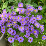 Blue Swan River Daisy Seeds – Vibrant Blue Brachyscome for Borders, Pots & Pollinator Gardens