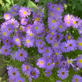 Blue Swan River Daisy Seeds – Vibrant Blue Brachyscome for Borders, Pots & Pollinator Gardens