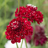 Scabiosa atropurpurea Red Flower Seeds – Pincushion Mourningbride | Cold-Hardy Annual for Cut Flowers & Borders