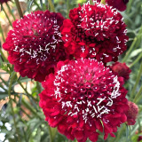 Scabiosa atropurpurea Red Flower Seeds – Pincushion Mourningbride | Cold-Hardy Annual for Cut Flowers & Borders
