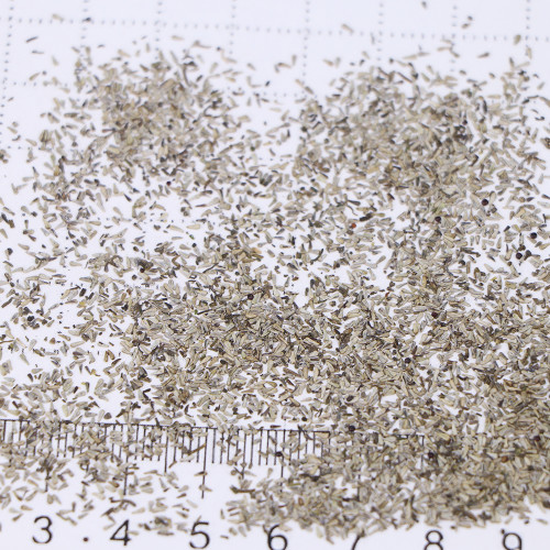 Blue Swan River Daisy Seeds – Vibrant Blue Brachyscome for Borders, Pots & Pollinator Gardens