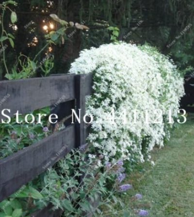 Rare Climbing Jasmine Flower White Jasmine Seed (Color: 13)