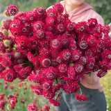 Scabiosa atropurpurea Red Flower Seeds – Pincushion Mourningbride | Cold-Hardy Annual for Cut Flowers & Borders