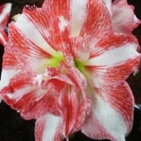 A Set Adult Amaryllis Bulbs Hippeastrum Flower Bulb (Color: 5)
