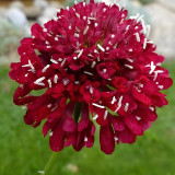 Scabiosa atropurpurea Red Flower Seeds – Pincushion Mourningbride | Cold-Hardy Annual for Cut Flowers & Borders
