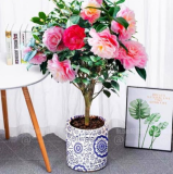 Camellia Seed Plants Common Camellia Flowers (Color: 5)
