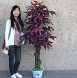 Mini Pachira Macrocarpa Plant Rare Money Tree (Color: 7)