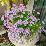 Blue Swan River Daisy Seeds – Vibrant Blue Brachyscome for Borders, Pots & Pollinator Gardens