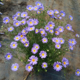 Blue Swan River Daisy Seeds – Vibrant Blue Brachyscome for Borders, Pots & Pollinator Gardens