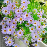 Blue Swan River Daisy Seeds – Vibrant Blue Brachyscome for Borders, Pots & Pollinator Gardens